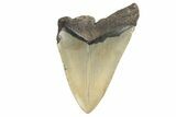 Bargain, Fossil Megalodon Tooth - North Carolina #190900-1
